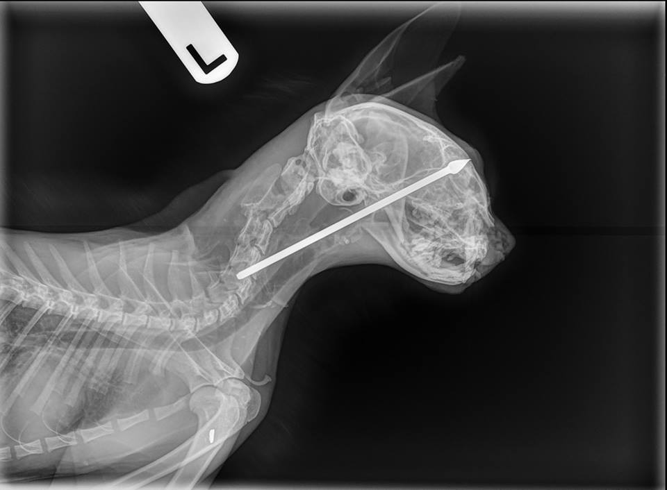 How Much Is An X Ray For A Cat Uk / How Much Should A Cat X Ray Cost