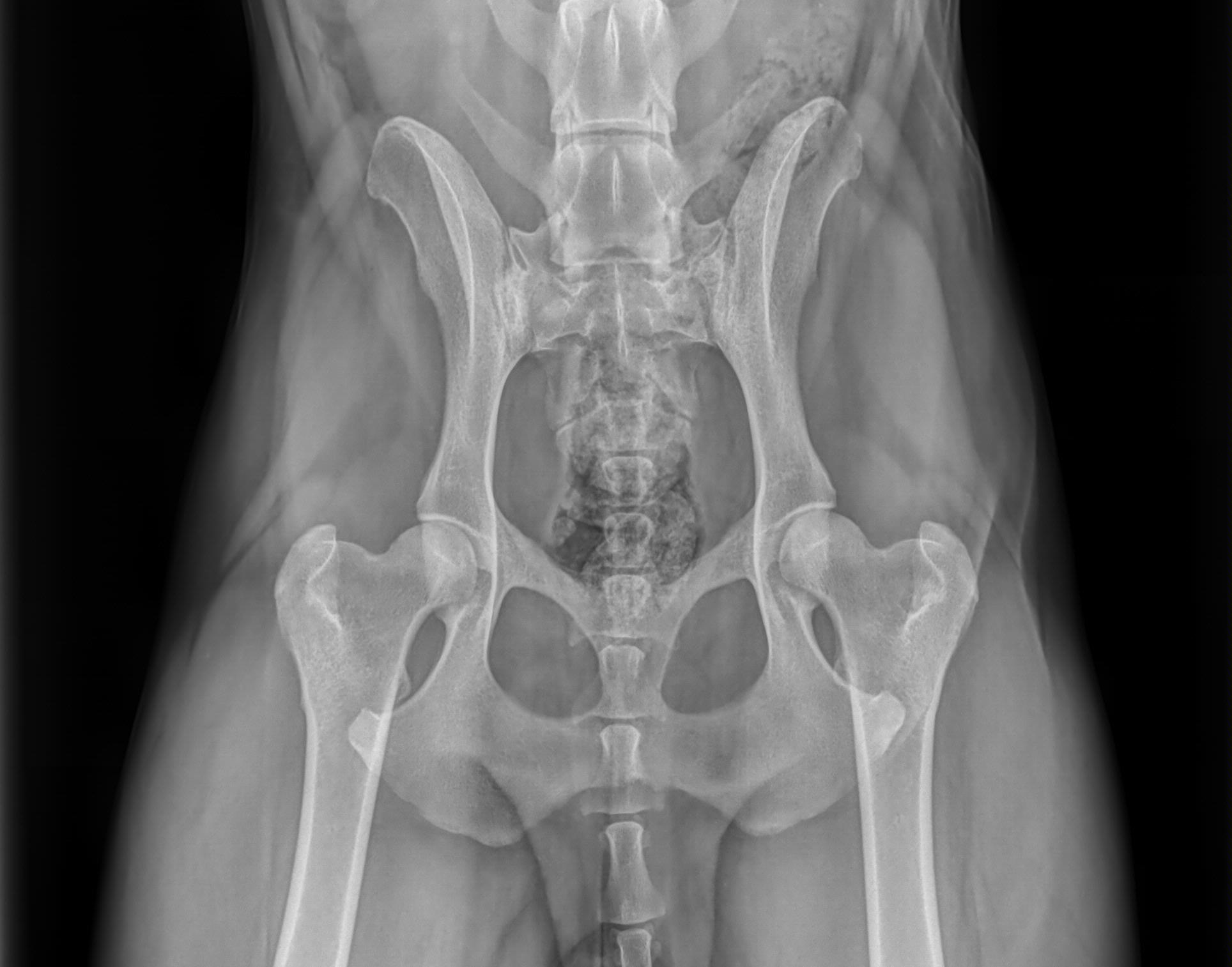 Снимок. Рентген ТБС собаки норма. Тазовые кости собаки рентген. ШДУ тазобедренного сустава.