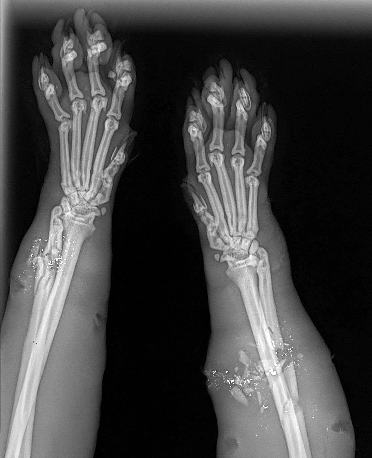 cat paw radiograph